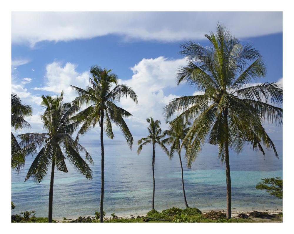 Coconut Palm trees, Bikini Beach, Panglao Island, Philippines-Paper Art-26"x20"