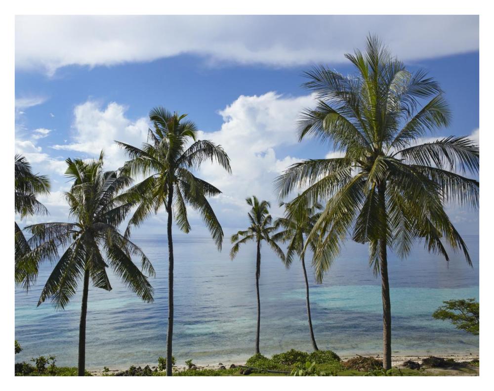 Coconut Palm trees, Bikini Beach, Panglao Island, Philippines-Paper Art-34"x26"