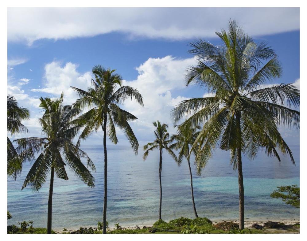 Coconut Palm trees, Bikini Beach, Panglao Island, Philippines-Paper Art-42"x32"