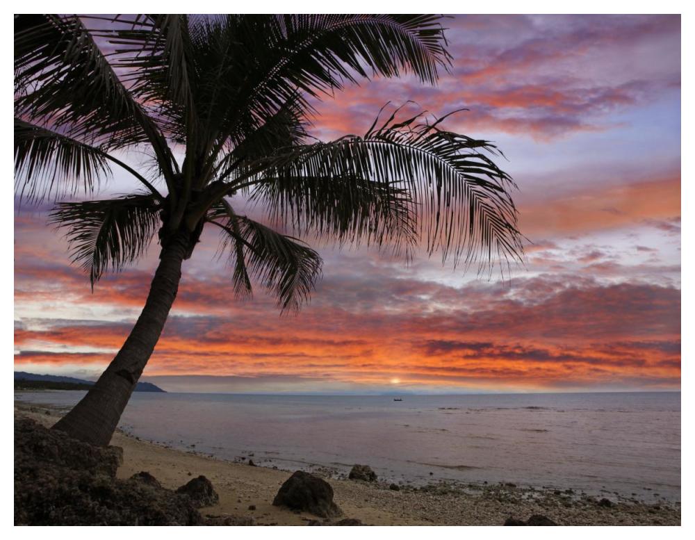 Coconut Palm at sunset near Dimiao, Bohol Island, Philippines-Paper Art-50"x38"