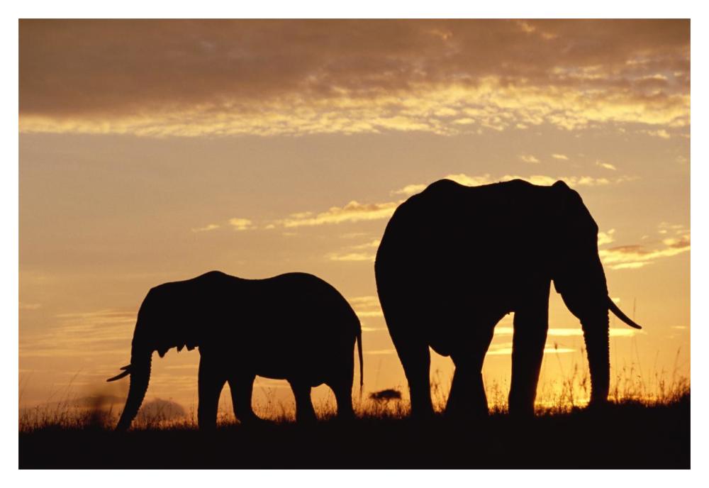 African Elephant mother and calf silhouetted at sunset, Kenya-Paper Art-20"x14"