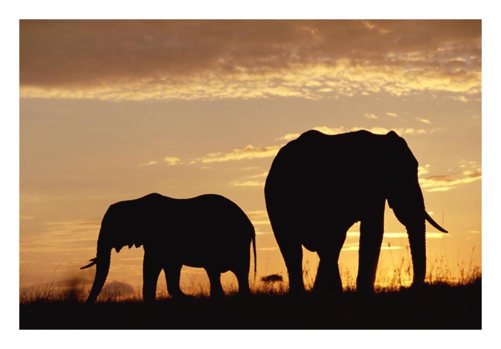 African Elephant mother and calf silhouetted at sunset, Kenya-Paper Art-26"x18"
