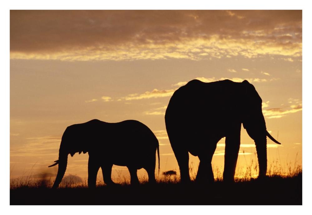 African Elephant mother and calf silhouetted at sunset, Kenya-Paper Art-32"x22"
