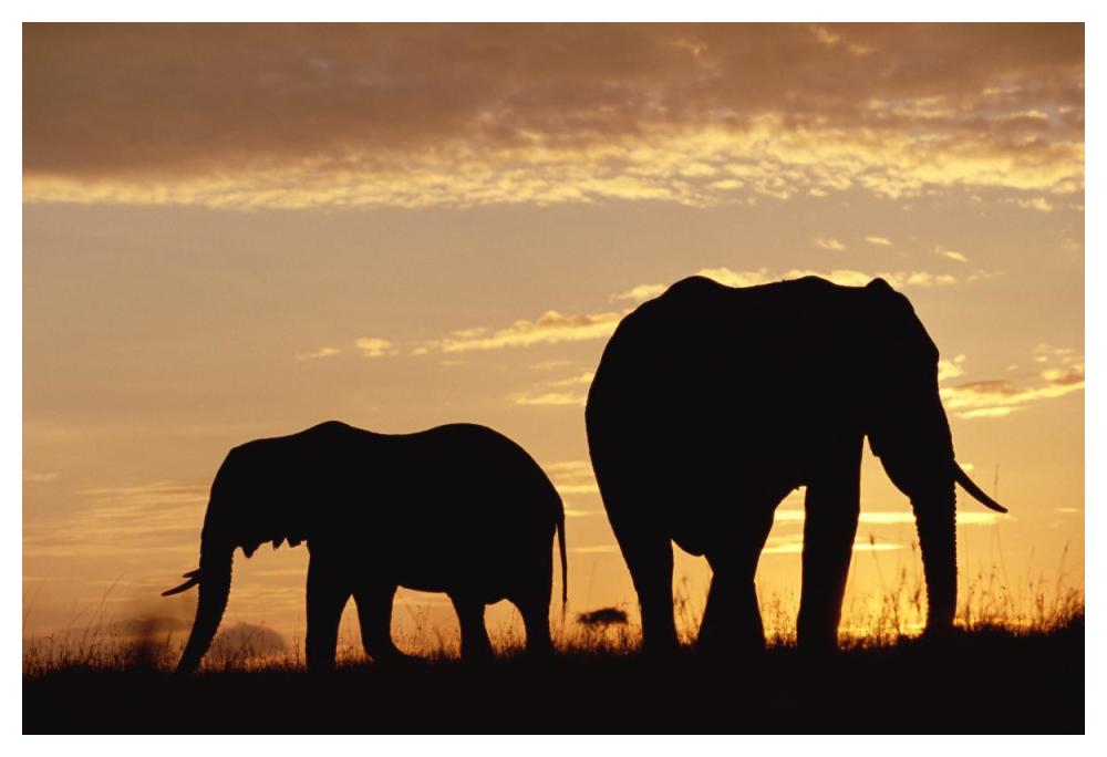 African Elephant mother and calf silhouetted at sunset, Kenya-Paper Art-50"x34"
