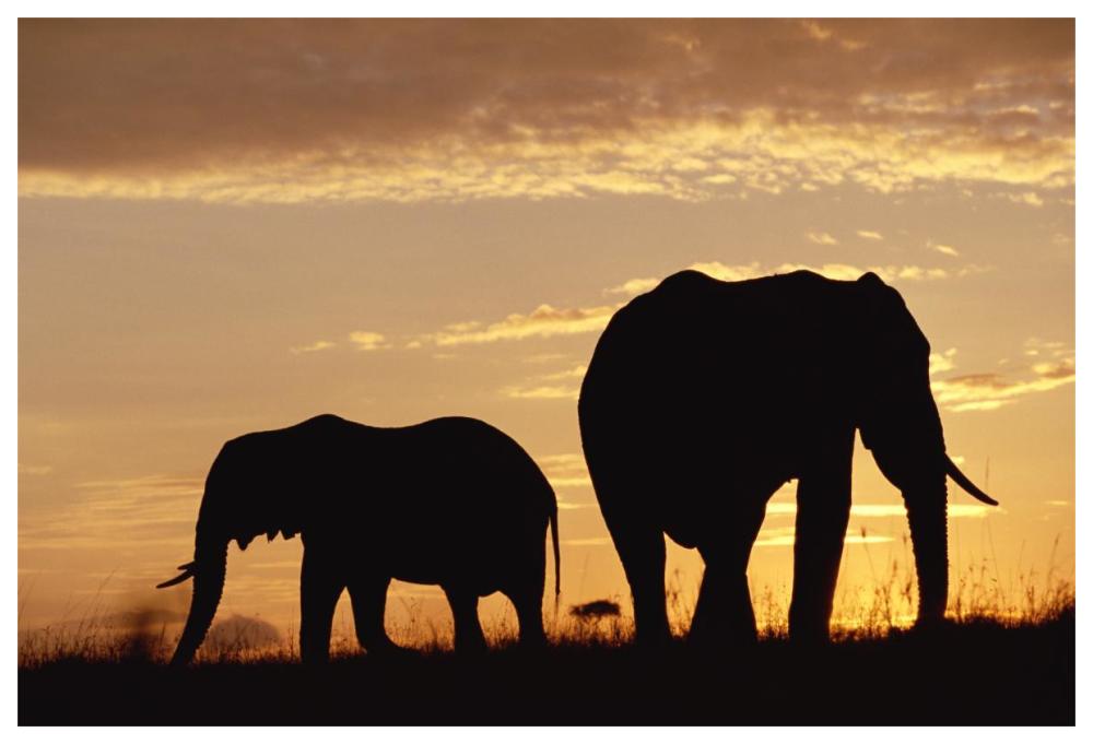 African Elephant mother and calf silhouetted at sunset, Kenya-Paper Art-62"x42"