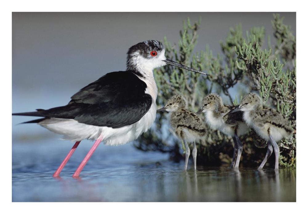 Black-winged Stilt mother with three chicks, Camargue, France-Paper Art-26"x18"