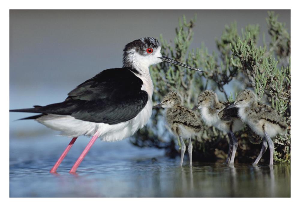 Black-winged Stilt mother with three chicks, Camargue, France-Paper Art-32"x22"