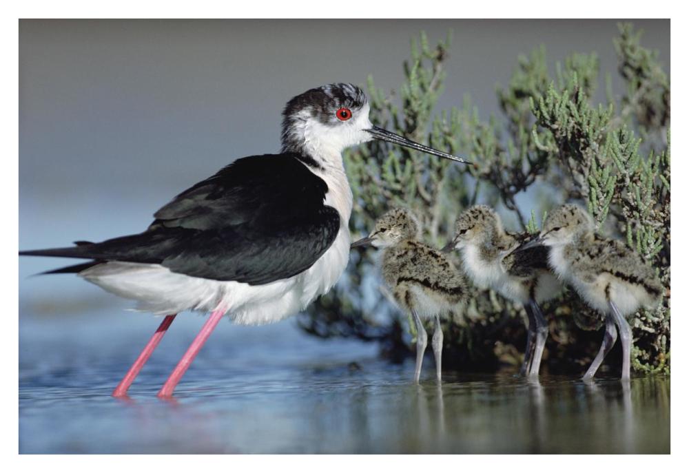 Black-winged Stilt mother with three chicks, Camargue, France-Paper Art-38"x26"
