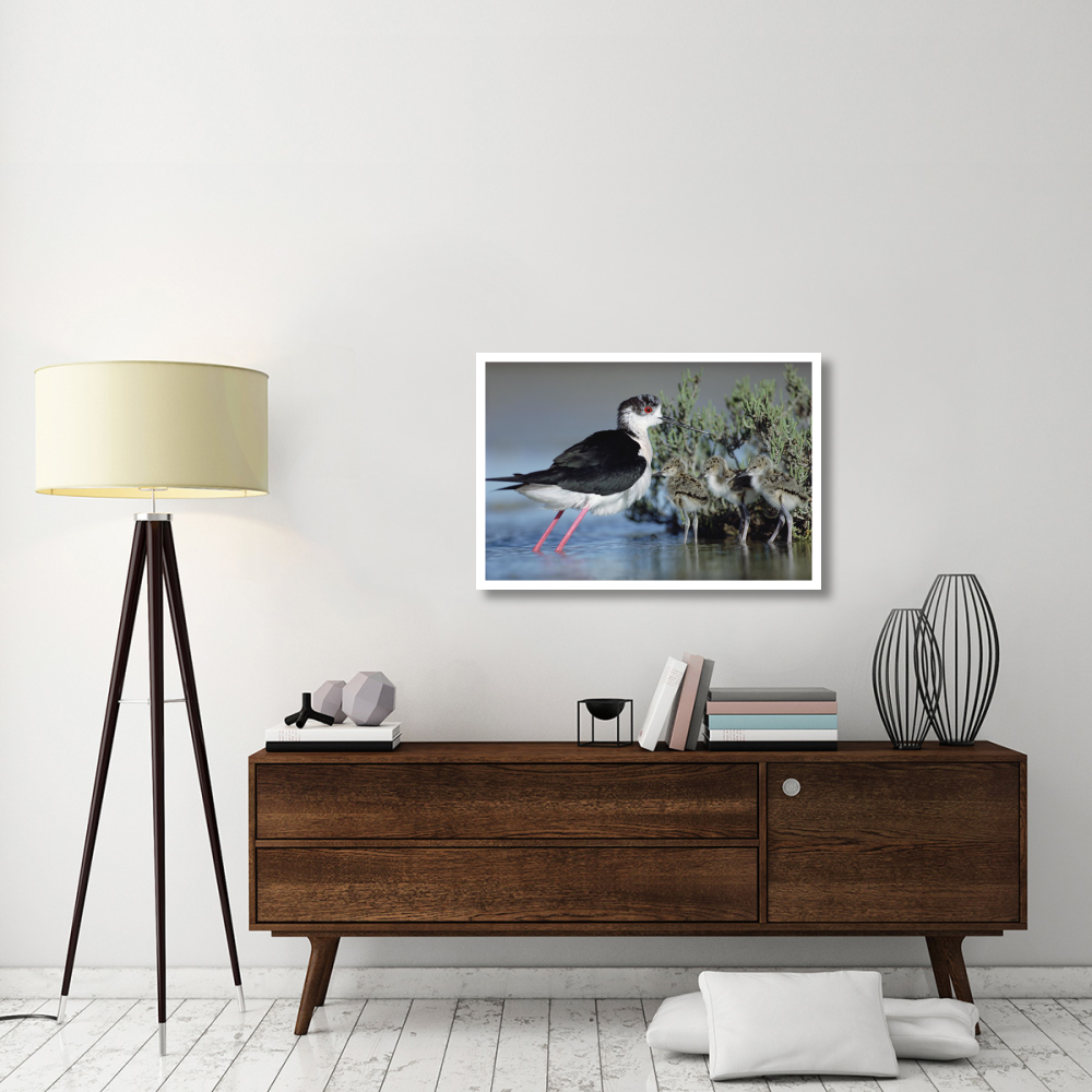 Black-winged Stilt mother with three chicks, Camargue, France-Paper Art-38&quotx26"