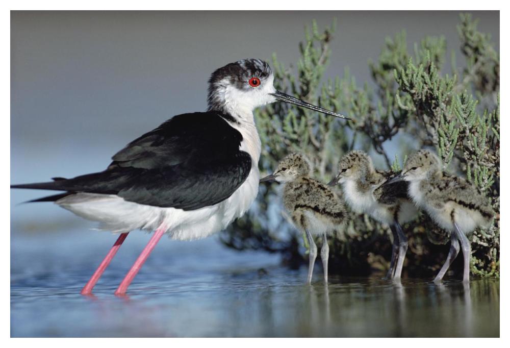 Black-winged Stilt mother with three chicks, Camargue, France-Paper Art-50"x34"