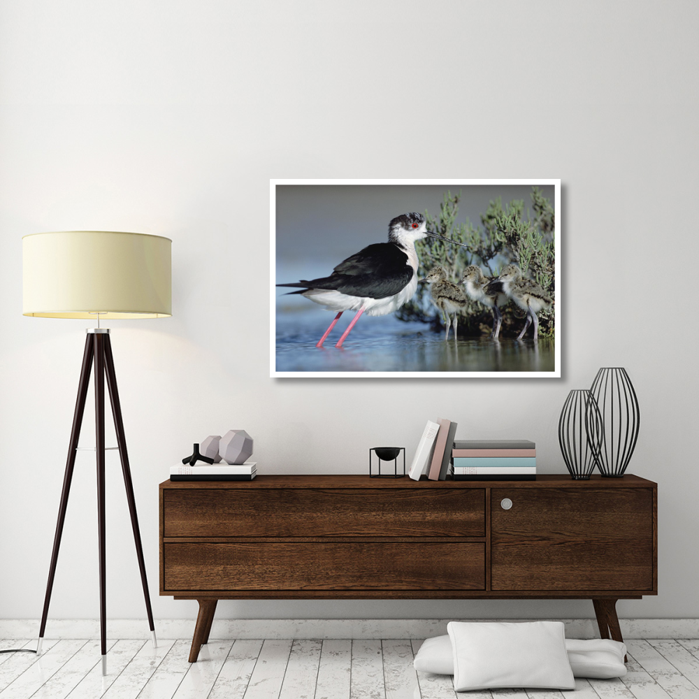 Black-winged Stilt mother with three chicks, Camargue, France-Paper Art-50&quotx34"