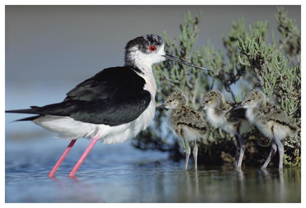 Black-winged Stilt mother with three chicks, Camargue, France-Paper Art-62"x42"