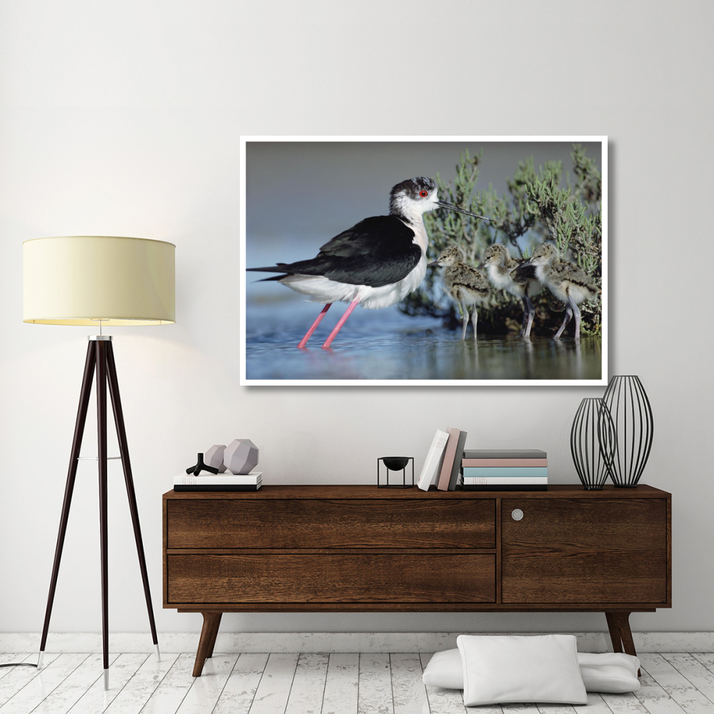 Black-winged Stilt mother with three chicks, Camargue, France-Paper Art-62&quotx42"