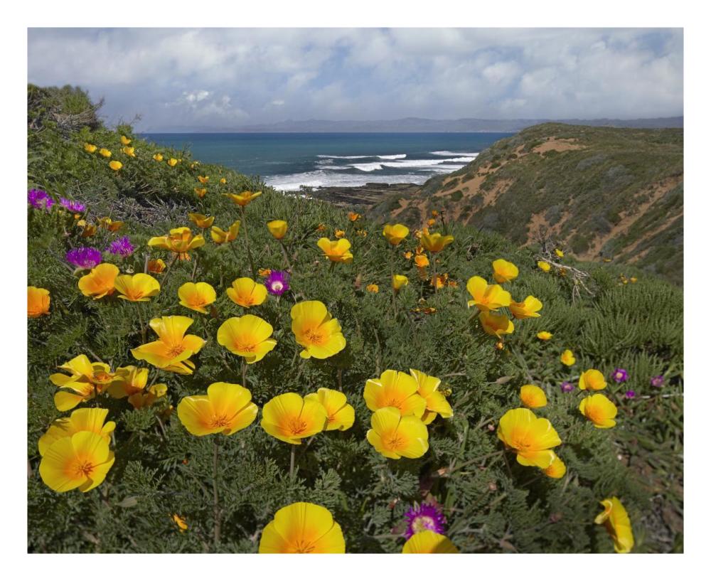 California Poppy field, Montano de Oro State Park, California-Paper Art-26"x22"
