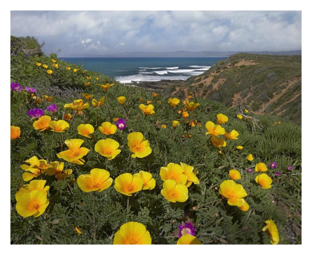 California Poppy field, Montano de Oro State Park, California-Paper Art-30"x24"