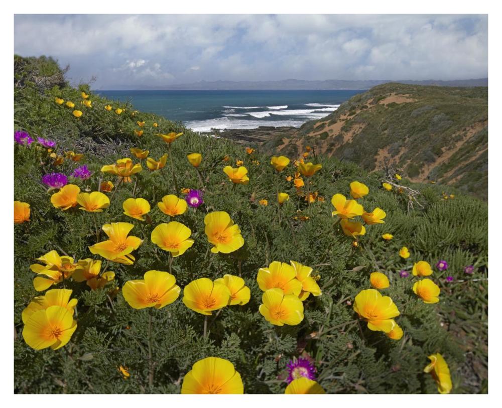 California Poppy field, Montano de Oro State Park, California-Paper Art-37"x30"