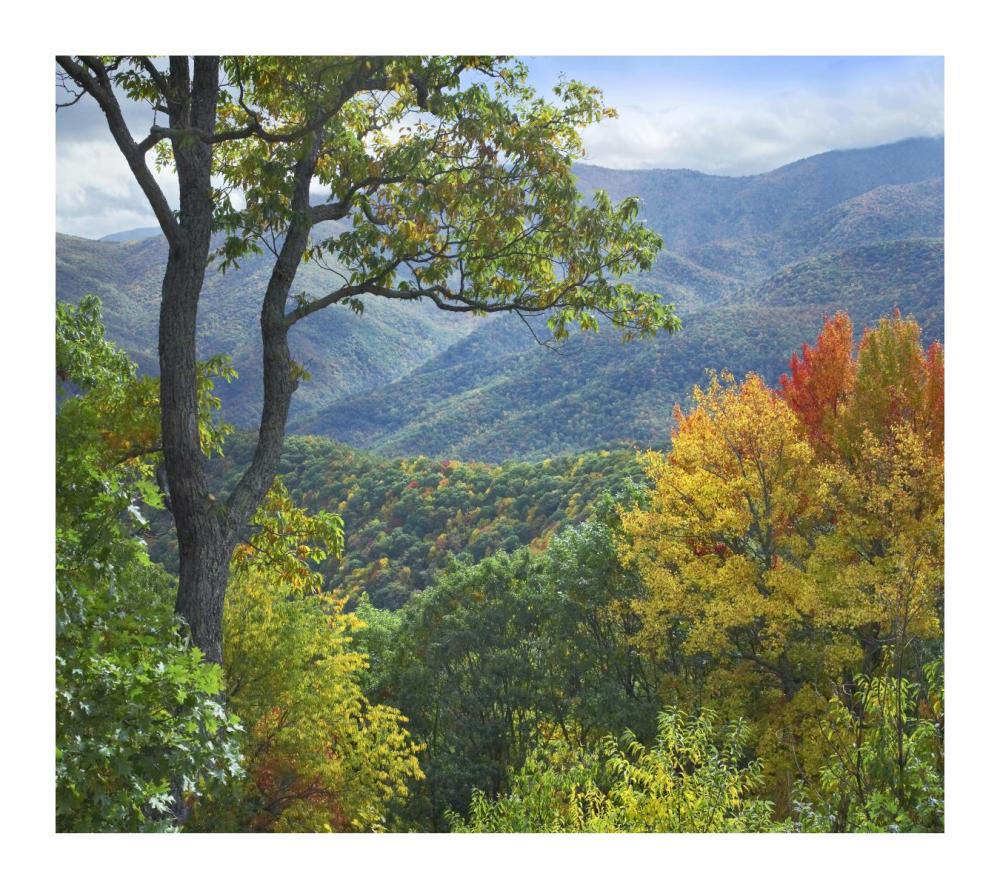 Deciduous forest in autumn, Blue Ridge Parkway, North Carolina-Paper Art-18"x16.08"