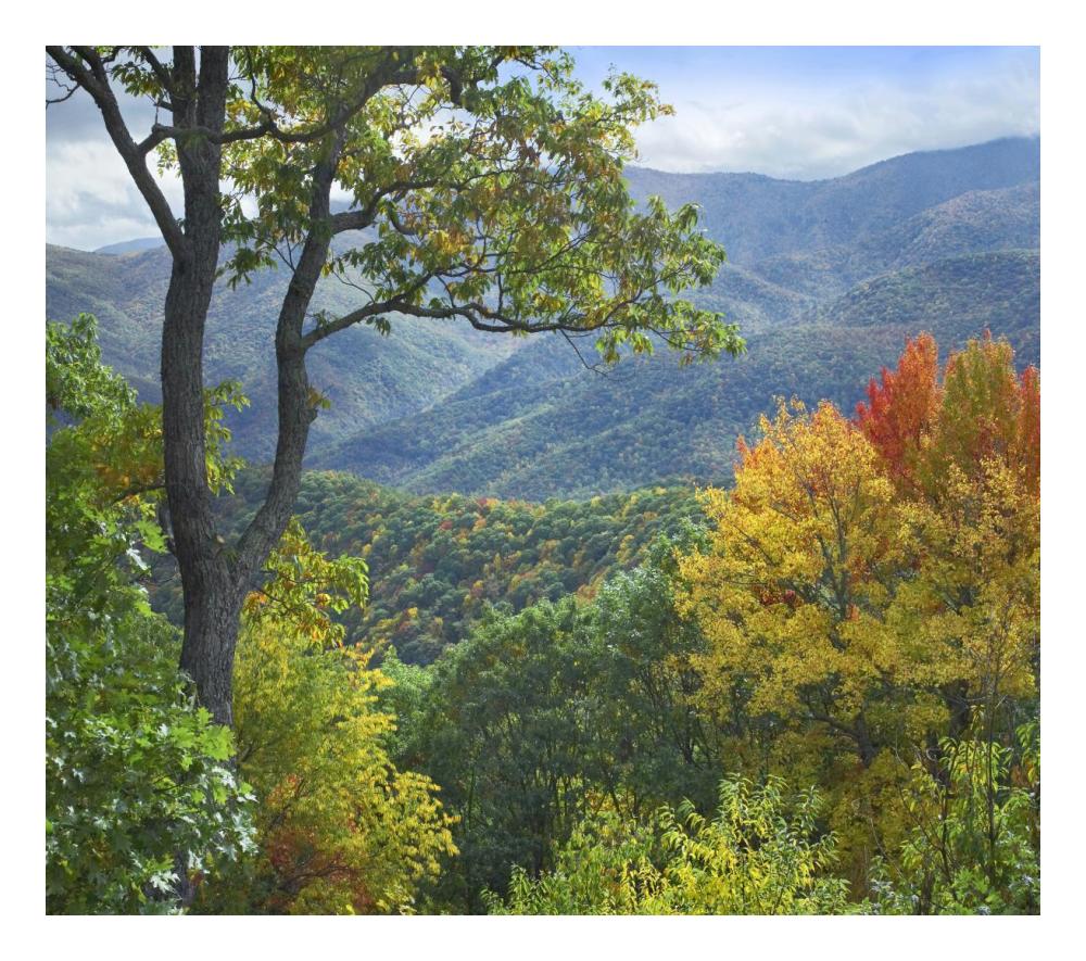 Deciduous forest in autumn, Blue Ridge Parkway, North Carolina-Paper Art-24"x21.36"