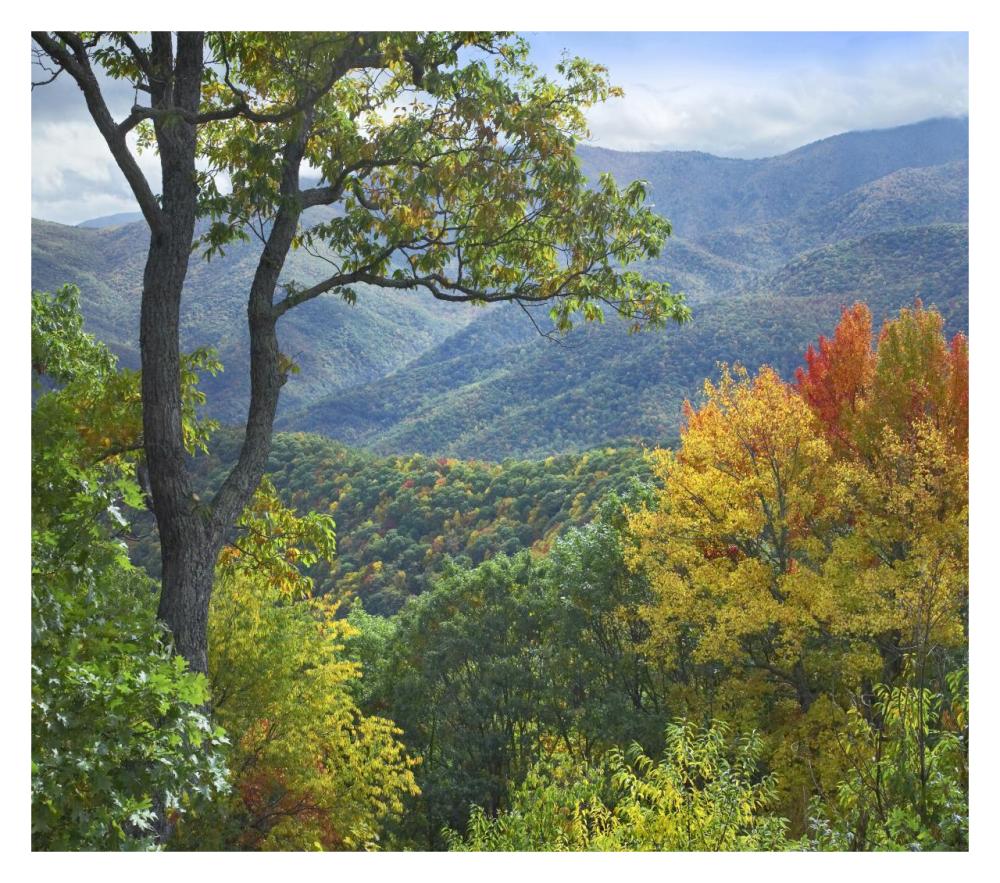 Deciduous forest in autumn, Blue Ridge Parkway, North Carolina-Paper Art-32"x28.4"