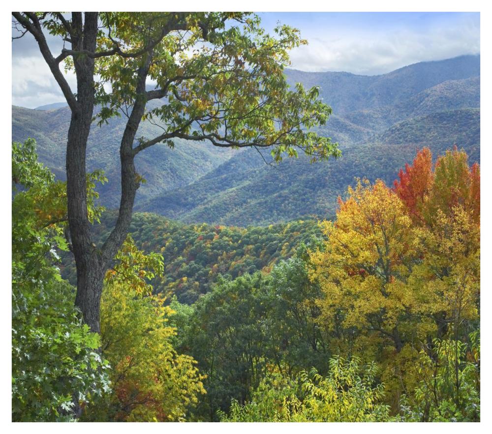 Deciduous forest in autumn, Blue Ridge Parkway, North Carolina-Paper Art-42"x37.2"