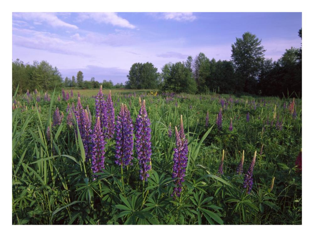 Lupine in meadow near crescent beach, British Columbia, Canada-Paper Art-26"x20"