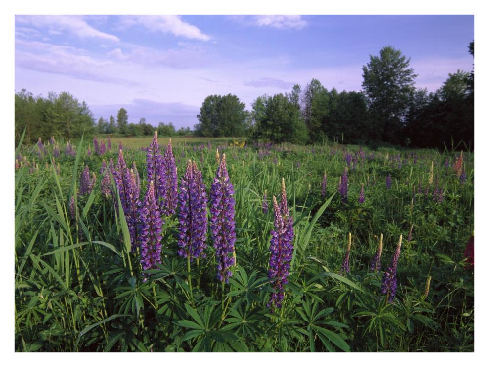Lupine in meadow near crescent beach, British Columbia, Canada-Paper Art-34"x26"