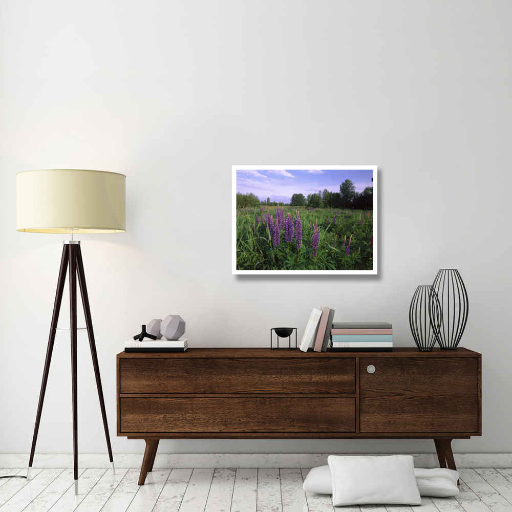 Lupine in meadow near crescent beach, British Columbia, Canada-Paper Art-34&quotx26"