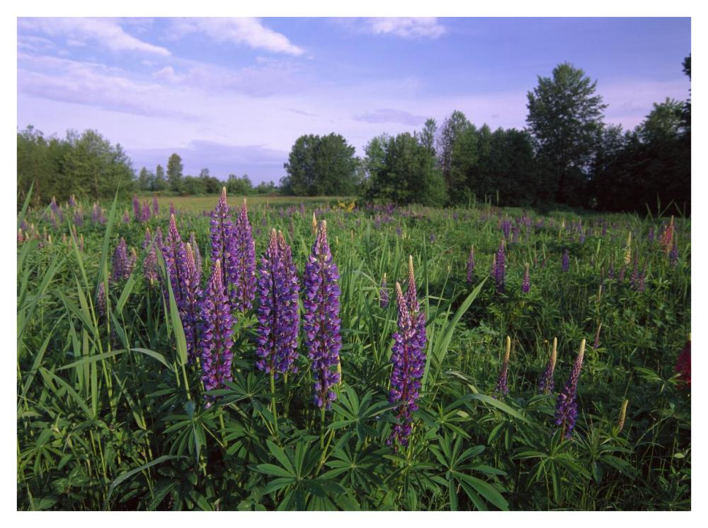 Lupine in meadow near crescent beach, British Columbia, Canada-Paper Art-42"x32"