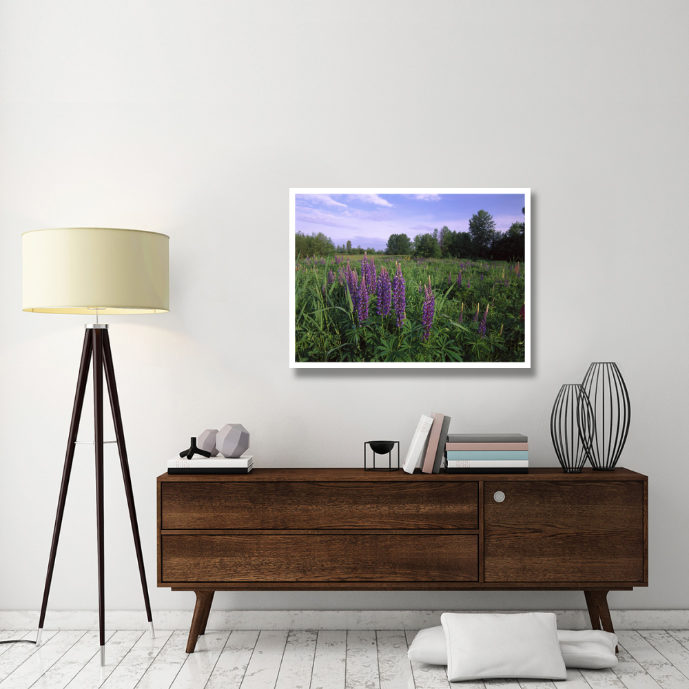 Lupine in meadow near crescent beach, British Columbia, Canada-Paper Art-42&quotx32"