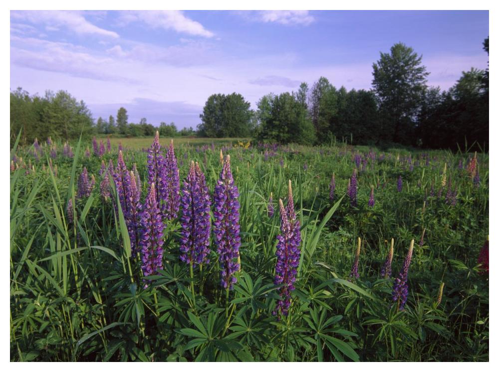 Lupine in meadow near crescent beach, British Columbia, Canada-Paper Art-50"x38"