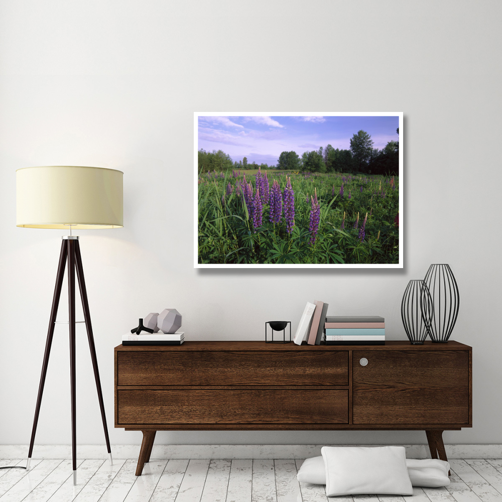 Lupine in meadow near crescent beach, British Columbia, Canada-Paper Art-50&quotx38"