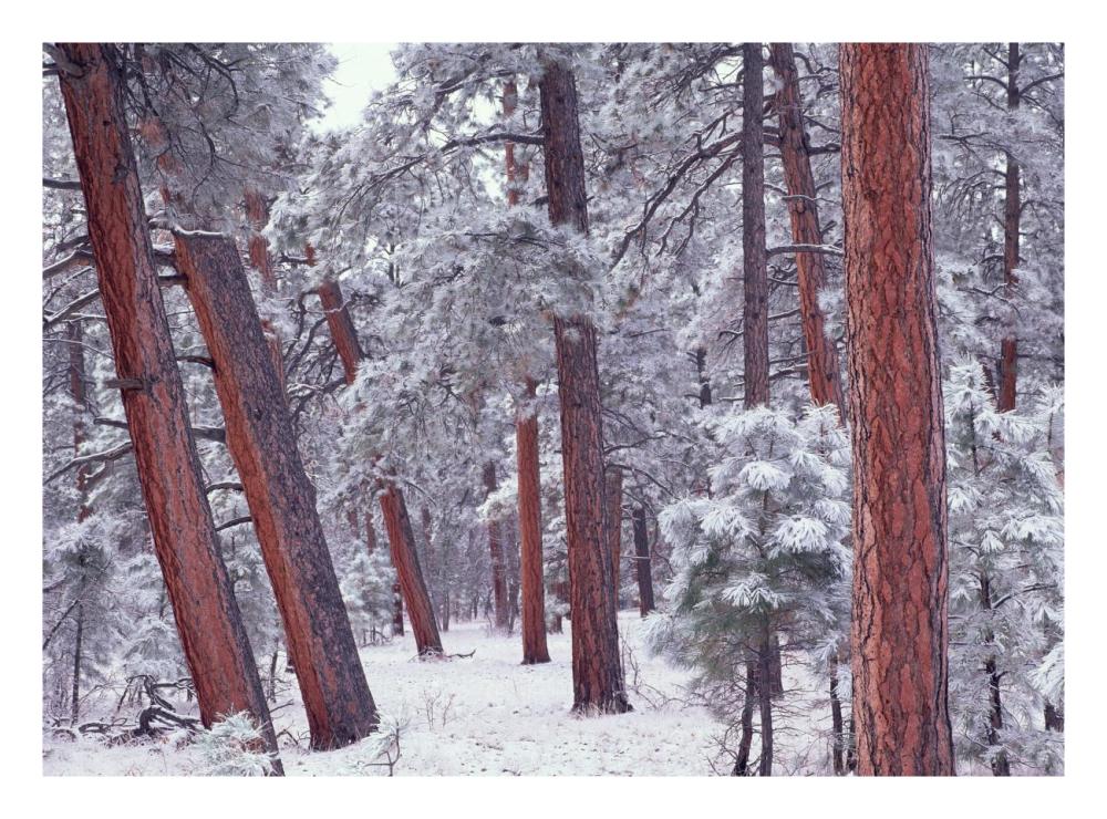 Ponderosa Pines with snow, Grand Canyon National Park, Arizona-Paper Art-26"x20"