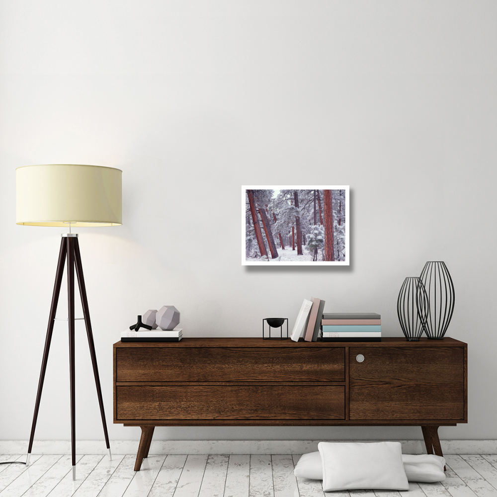 Ponderosa Pines with snow, Grand Canyon National Park, Arizona-Paper Art-26&quotx20"