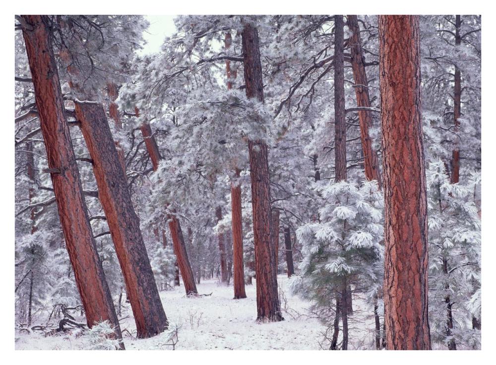 Ponderosa Pines with snow, Grand Canyon National Park, Arizona-Paper Art-34"x26"