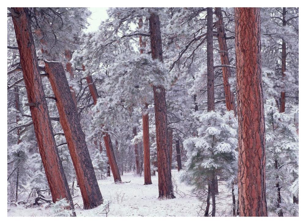 Ponderosa Pines with snow, Grand Canyon National Park, Arizona-Paper Art-42"x32"
