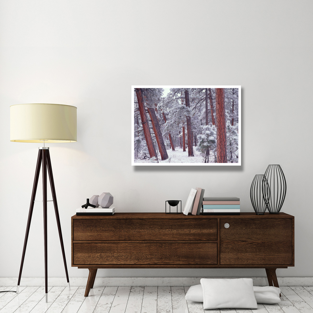 Ponderosa Pines with snow, Grand Canyon National Park, Arizona-Paper Art-42&quotx32"