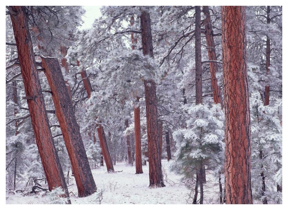 Ponderosa Pines with snow, Grand Canyon National Park, Arizona-Paper Art-50"x38"