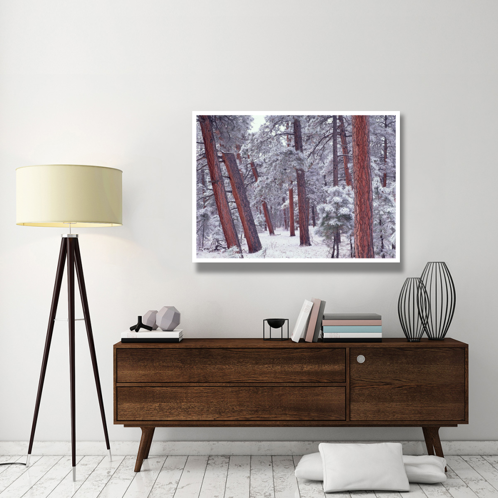 Ponderosa Pines with snow, Grand Canyon National Park, Arizona-Paper Art-50&quotx38"