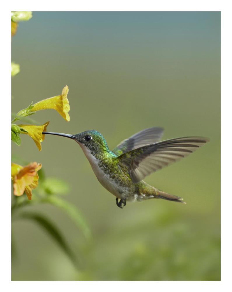 Andean Emerald hummingbird feeding on a yellow flower, Ecuador-Paper Art-20"x26"
