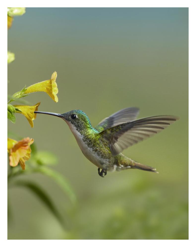 Andean Emerald hummingbird feeding on a yellow flower, Ecuador-Paper Art-26"x34"