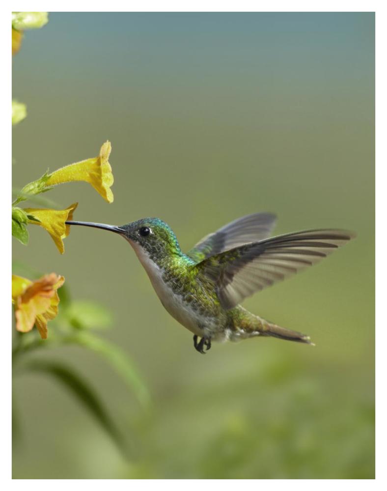 Andean Emerald hummingbird feeding on a yellow flower, Ecuador-Paper Art-32"x42"