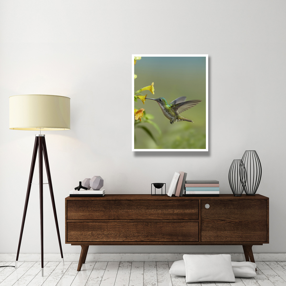 Andean Emerald hummingbird feeding on a yellow flower, Ecuador-Paper Art-32&quotx42"
