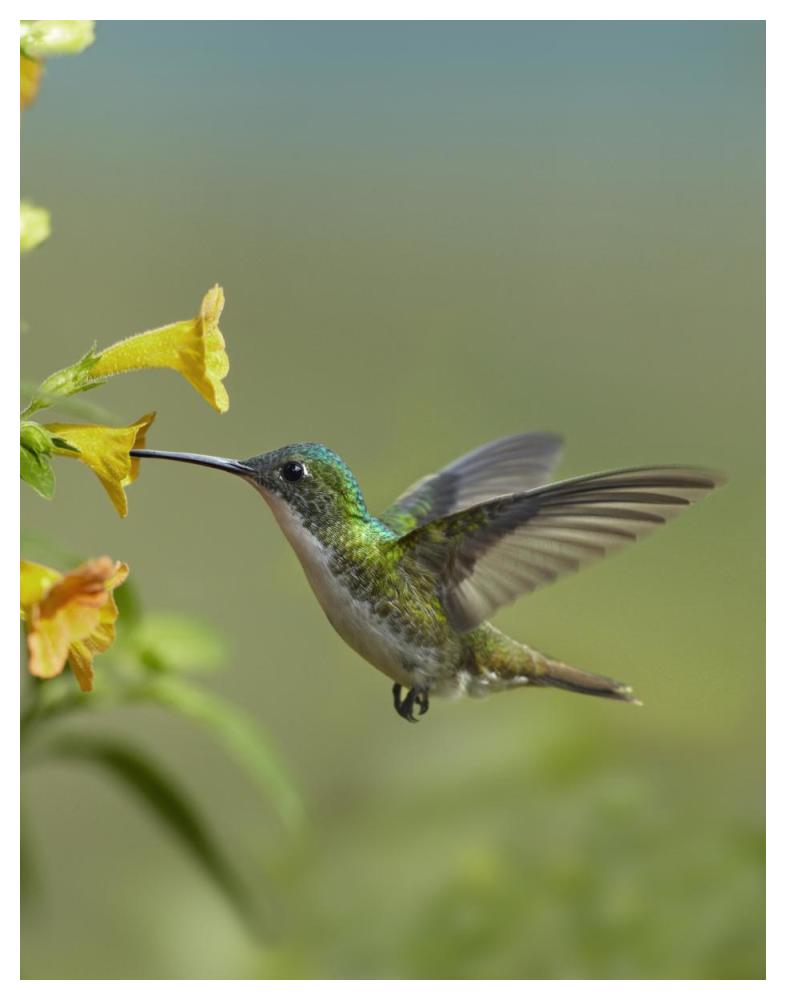 Andean Emerald hummingbird feeding on a yellow flower, Ecuador-Paper Art-38"x50"