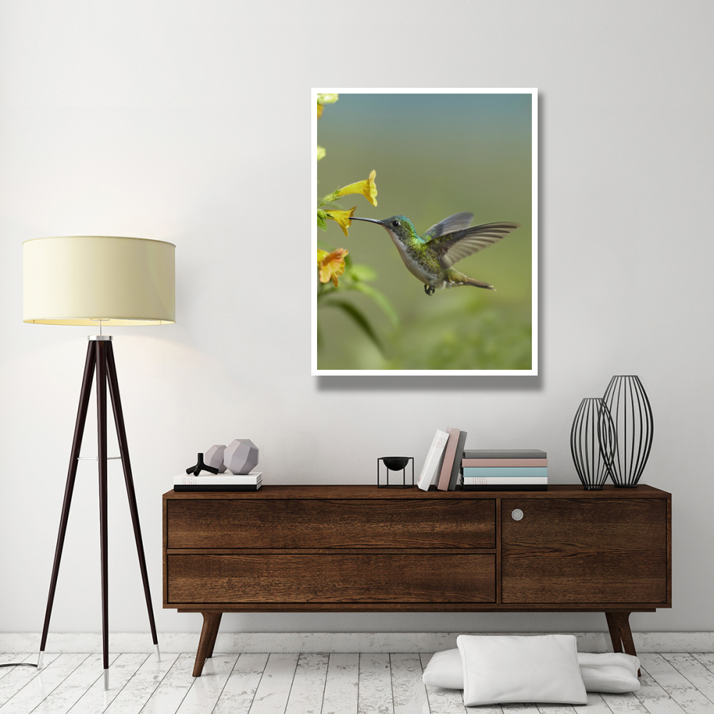 Andean Emerald hummingbird feeding on a yellow flower, Ecuador-Paper Art-38&quotx50"