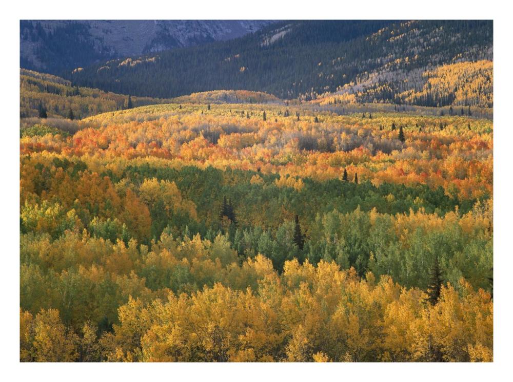 Aspen trees in fall colors, Gunnison National Forest, Colorado-Paper Art-26"x20"