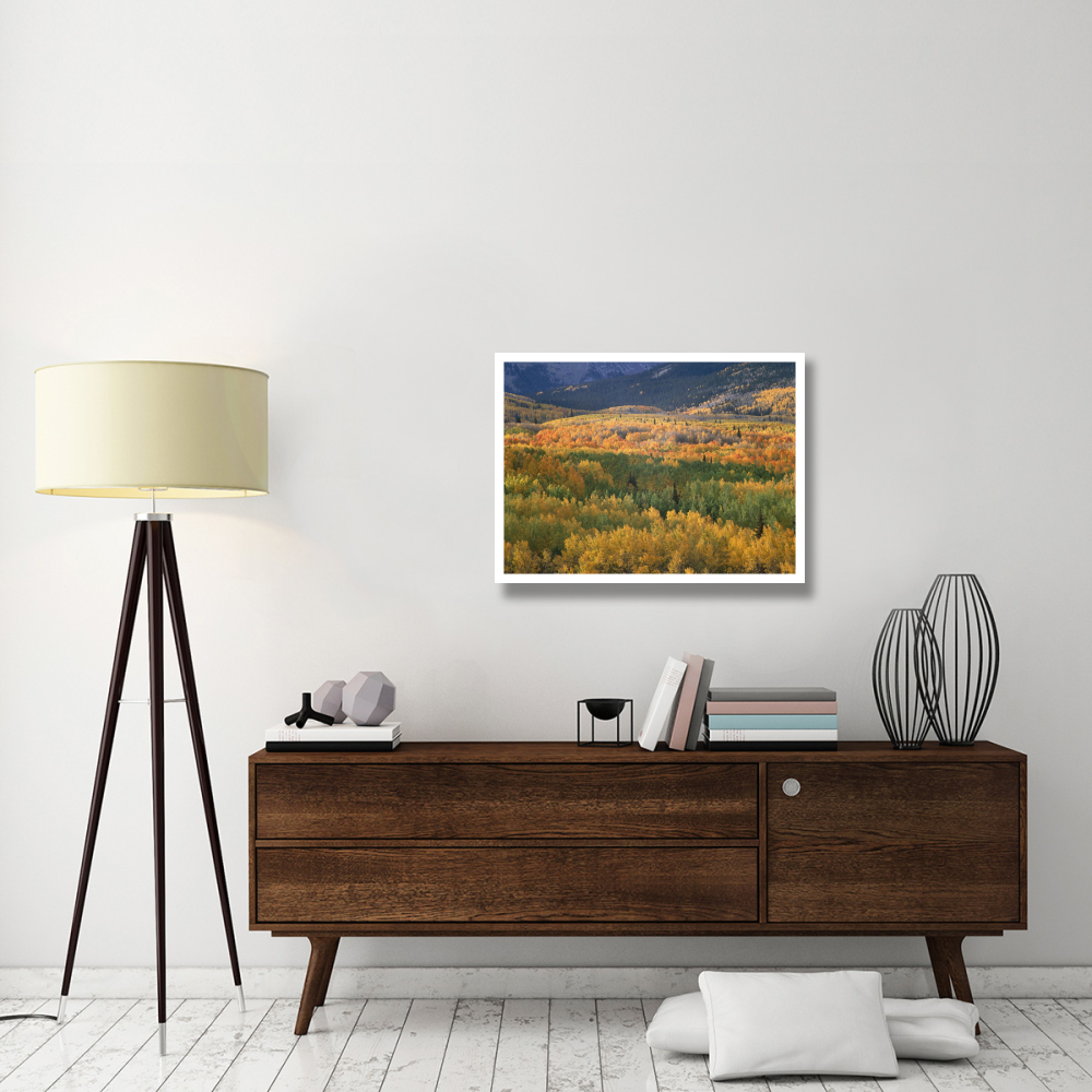 Aspen trees in fall colors, Gunnison National Forest, Colorado-Paper Art-34&quotx26"