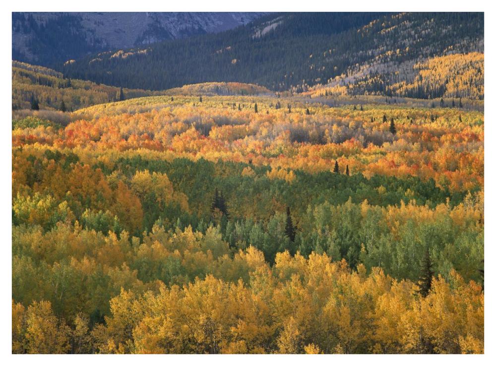 Aspen trees in fall colors, Gunnison National Forest, Colorado-Paper Art-42"x32"