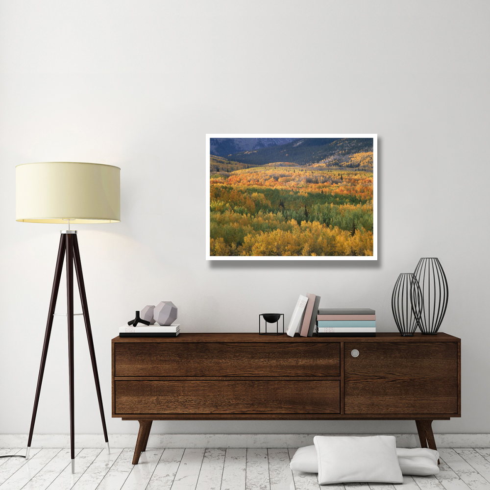 Aspen trees in fall colors, Gunnison National Forest, Colorado-Paper Art-42&quotx32"