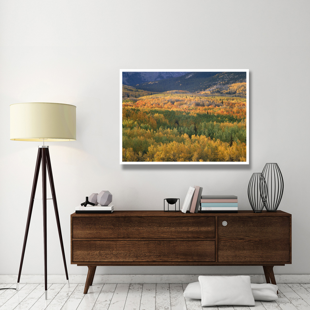 Aspen trees in fall colors, Gunnison National Forest, Colorado-Paper Art-50&quotx38"