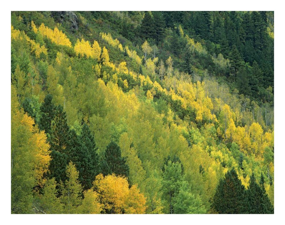 Aspen grove in fall colors, Gunnison National Forest, Colorado-Paper Art-26"x20"